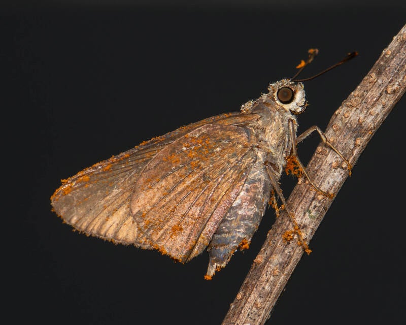 Monk Skipper (5)