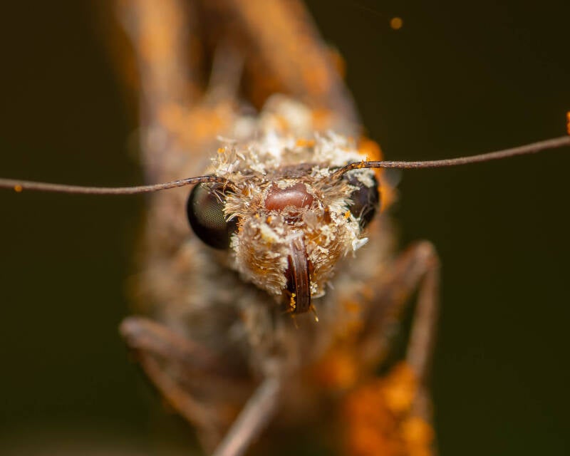 Monk Skipper (6)