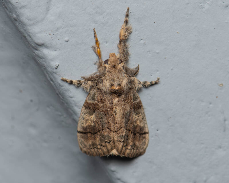 Southern Tussock Moth (2)