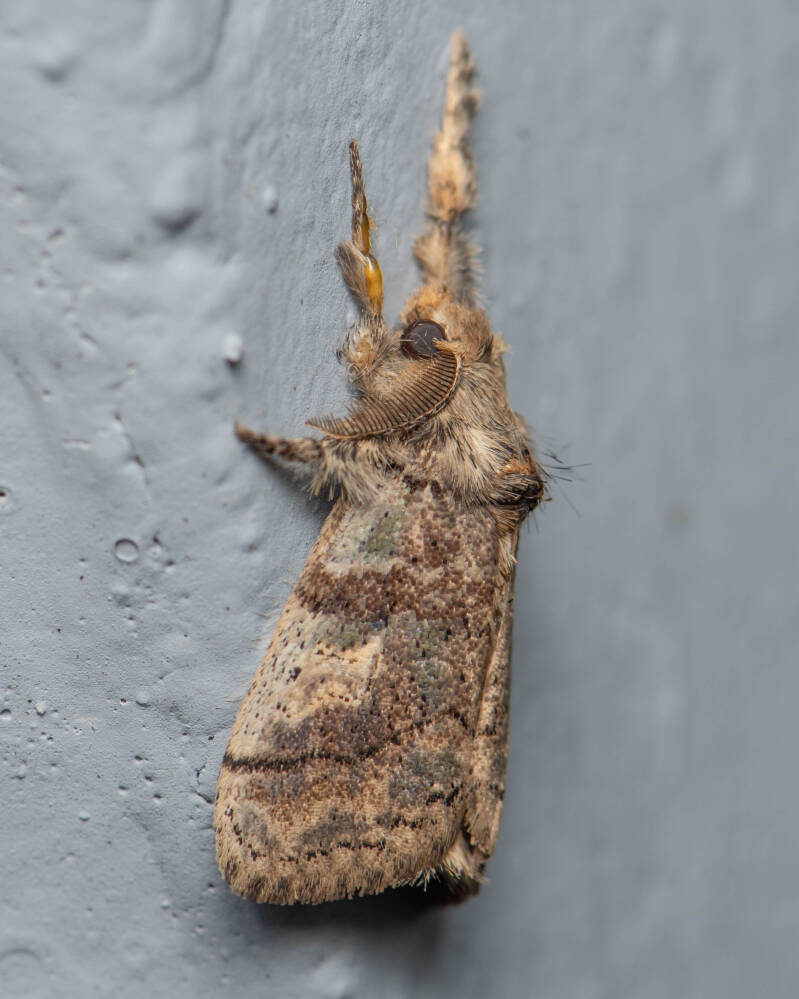 Southern Tussock Moth (3)