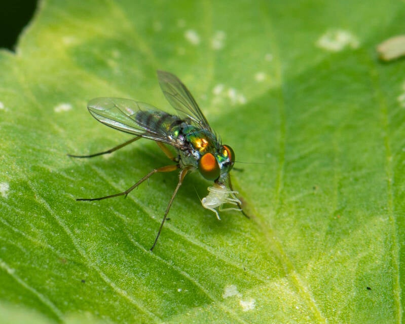 Iridescent Long-Legged Fly (12)