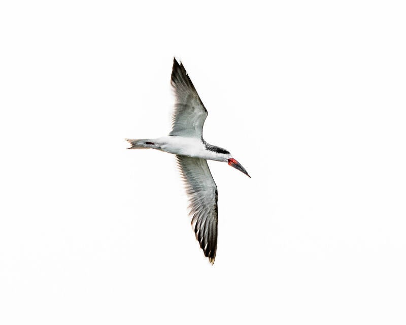 Black Skimmer (3)