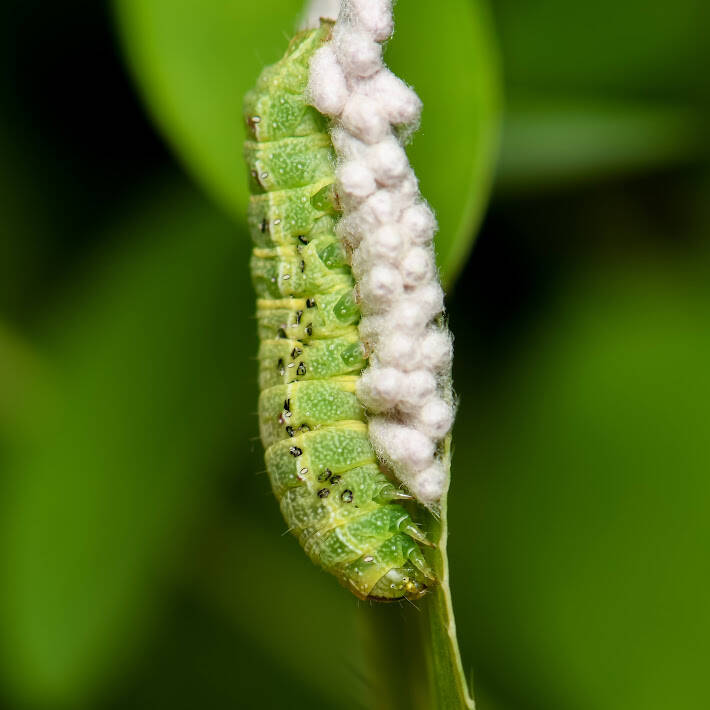 Cobbler Moth (1)