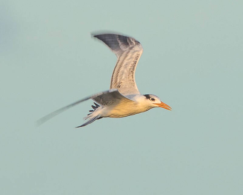 Royal Tern (3)