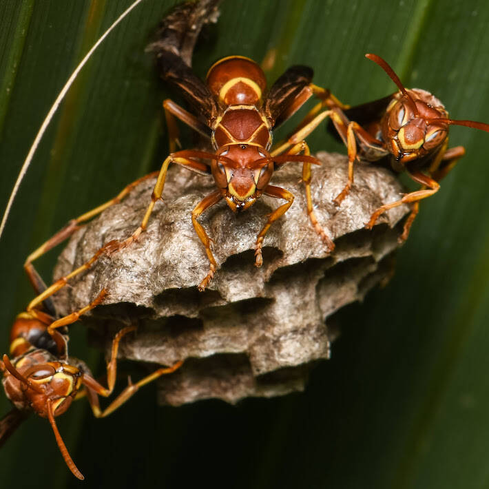 Mexican Paper Wasp (1)