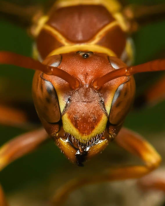 Mexican Paper Wasp (2)