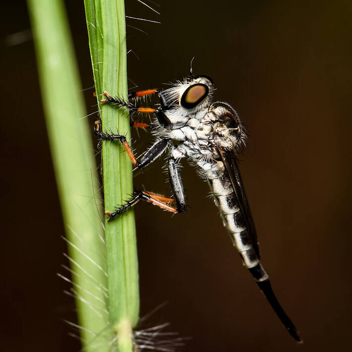 Sesqui Hammertail (2)