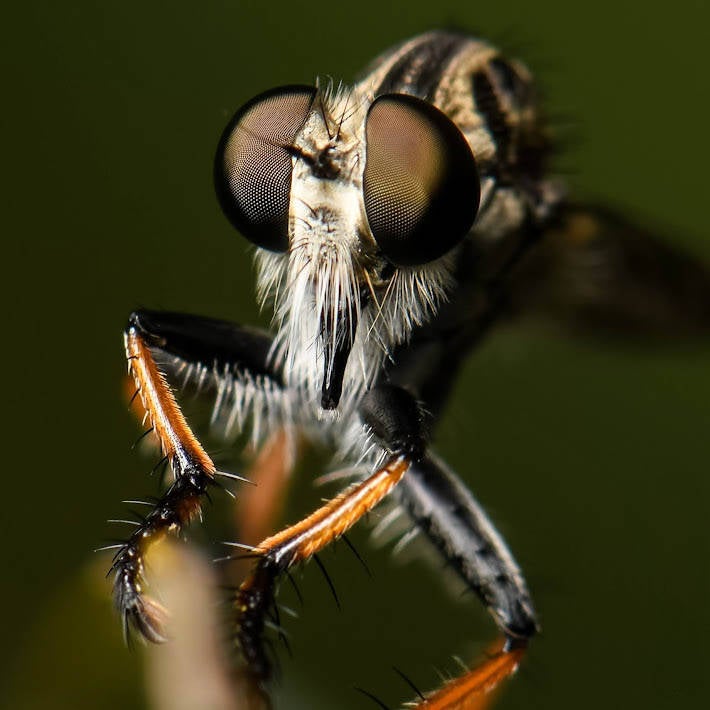 Sesqui Hammertail (1)
