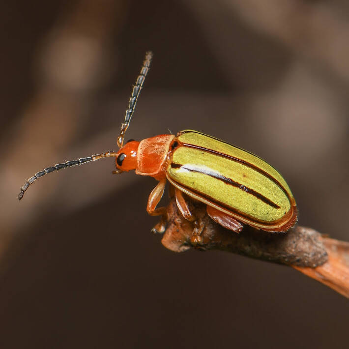 Florida Five-lined Yellow Disonycha (1)