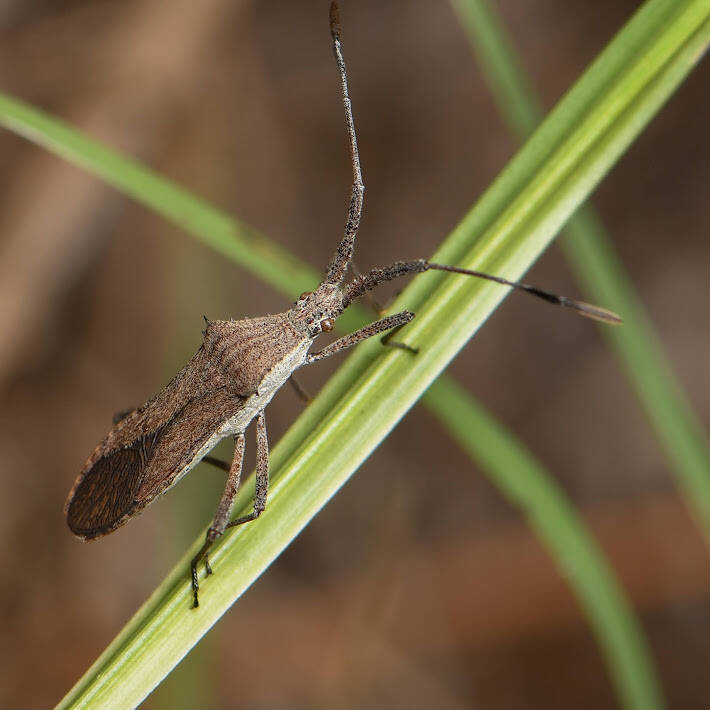 Euphorbia Bug (2)