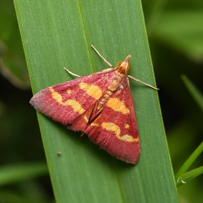 Coffe-Loving Pyrausta (3)