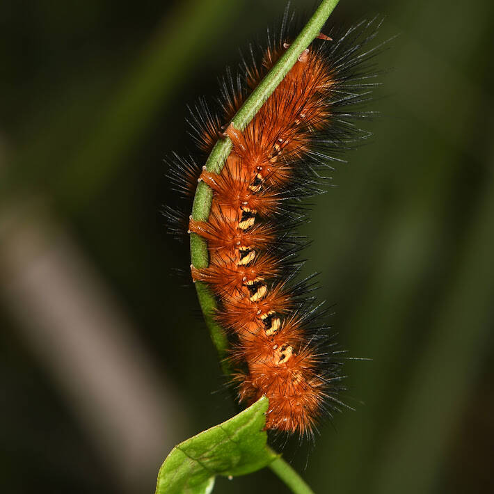 Echo Moth (6)