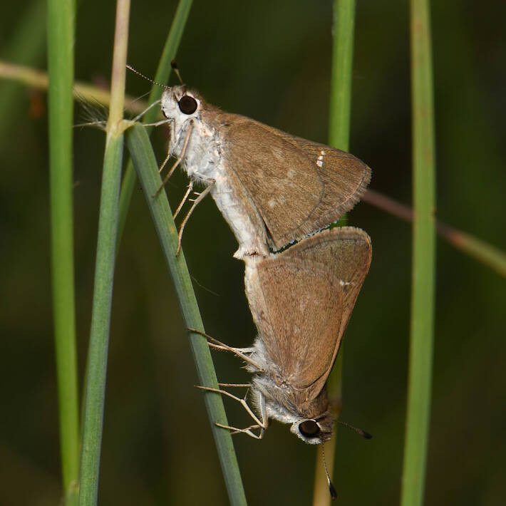 Eufala Skipper (1)