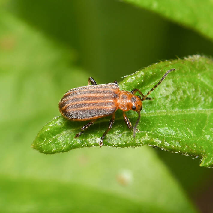 Skeletonizing Leaf Beetle (4)