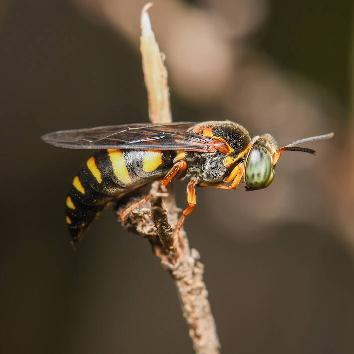 Bicyrtes Sand Wasp (1)