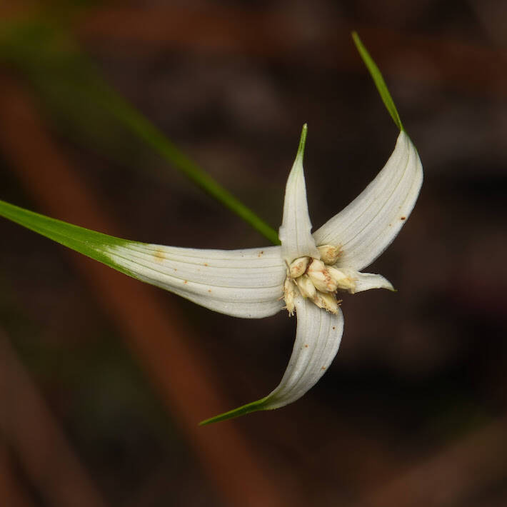 Starrush Whitetop (1)
