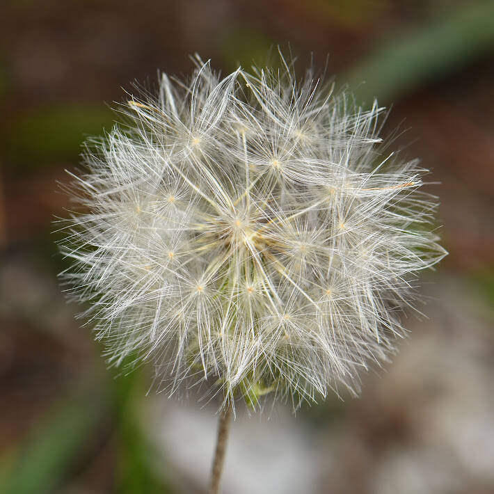 Tasselflower (1)