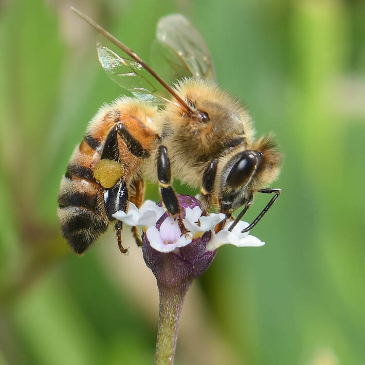 Western Honey Bee (7)