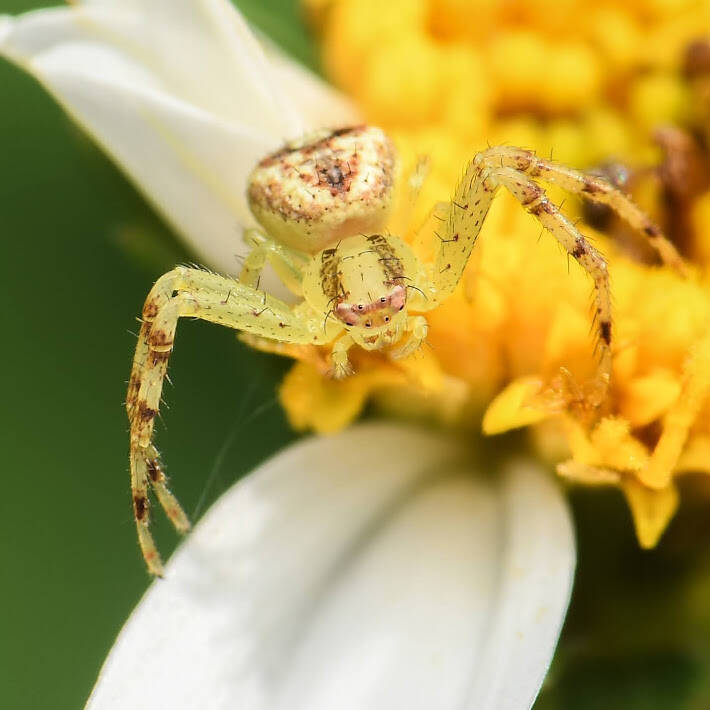 Crab Spider (12)