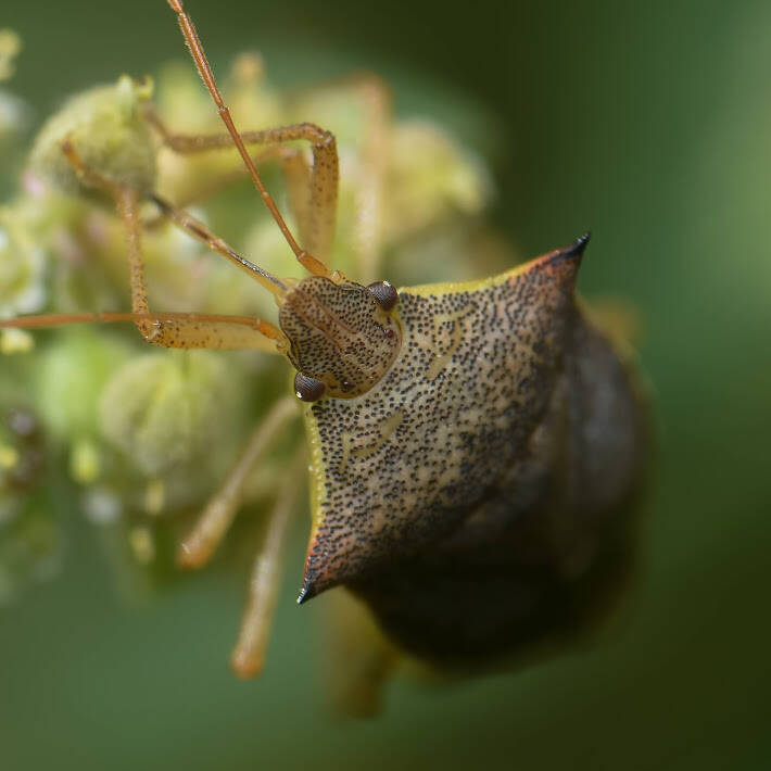 Brown Stink Bug (5)