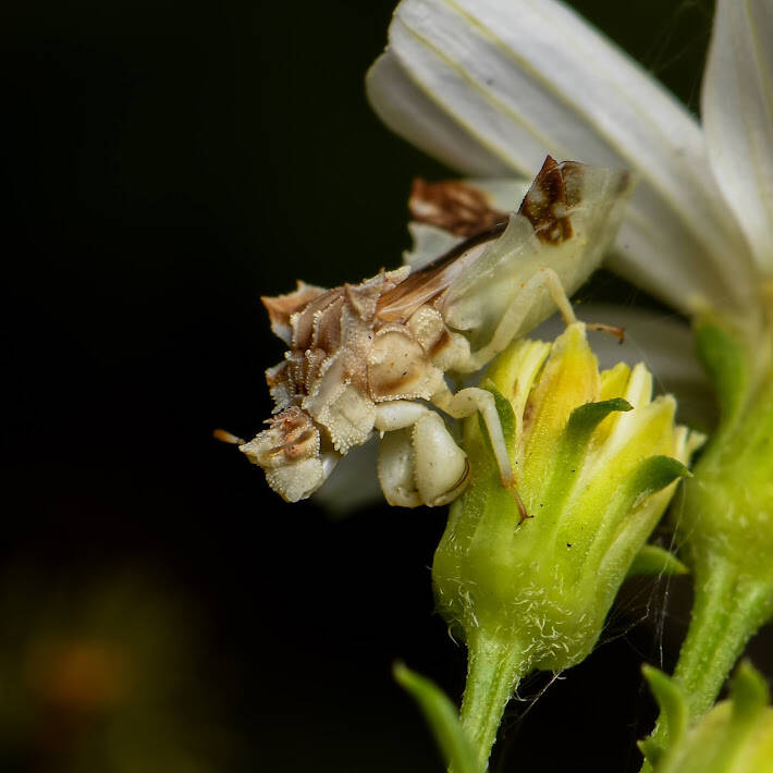 Jagged Ambush Bug (5) 