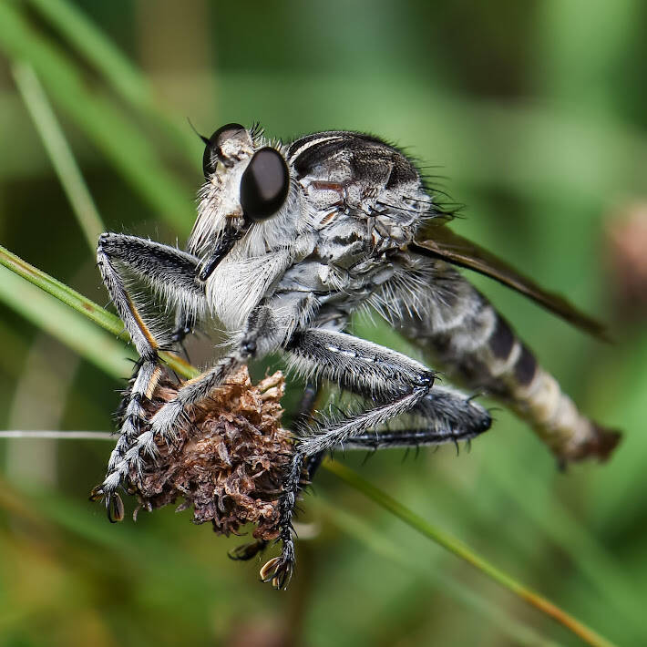 Triorla Robber Fly (5)