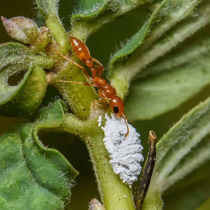 Pallidus-Group Twig Ant (1)