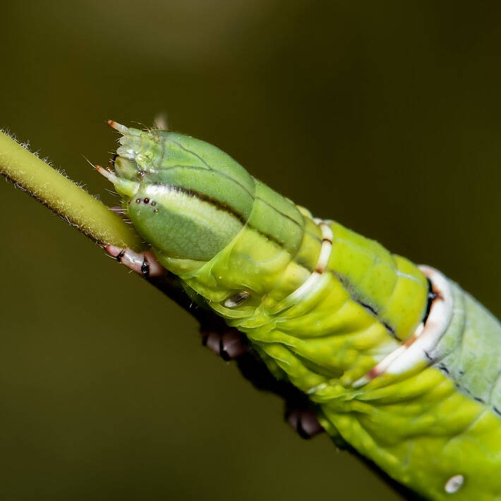 Ello Sphinx Moth (4)