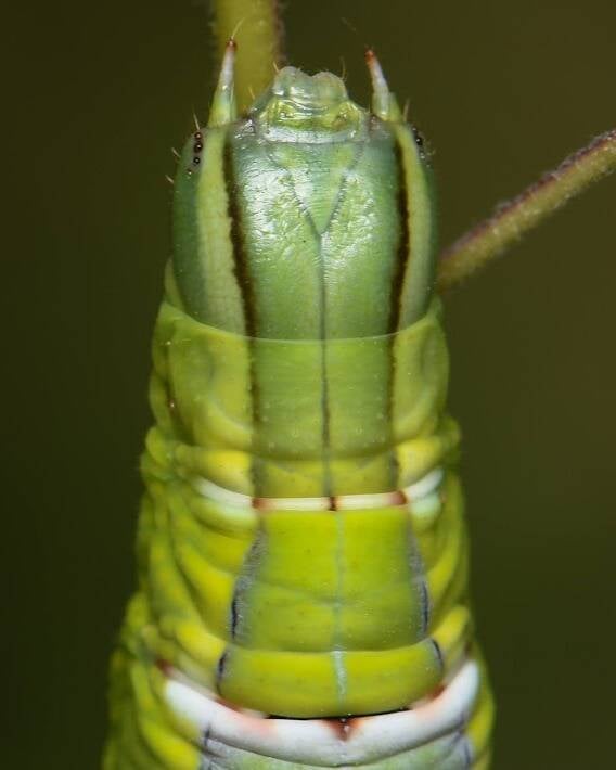 Ello Sphinx Moth (2)
