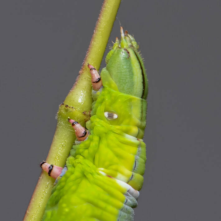 Ello Sphinx Moth (3)