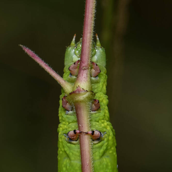 Ello Sphinx Moth (1)