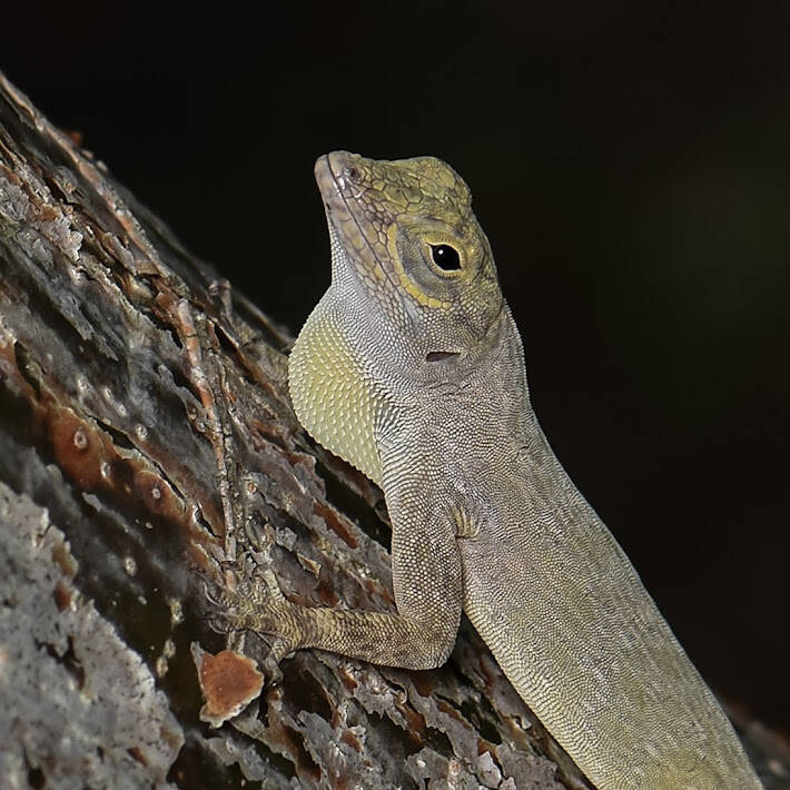 Bark Anole (4)