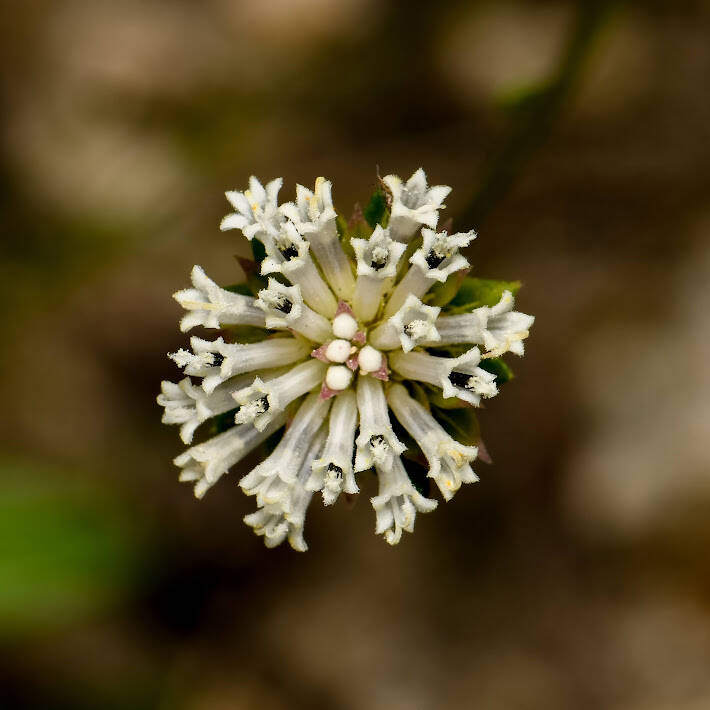 Squarastem (1)