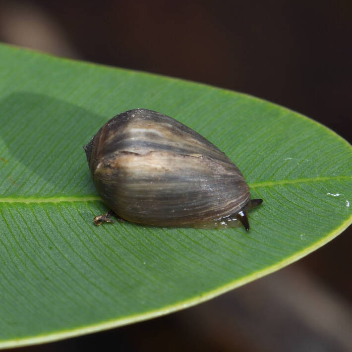 Coffee Bean Snail (1)