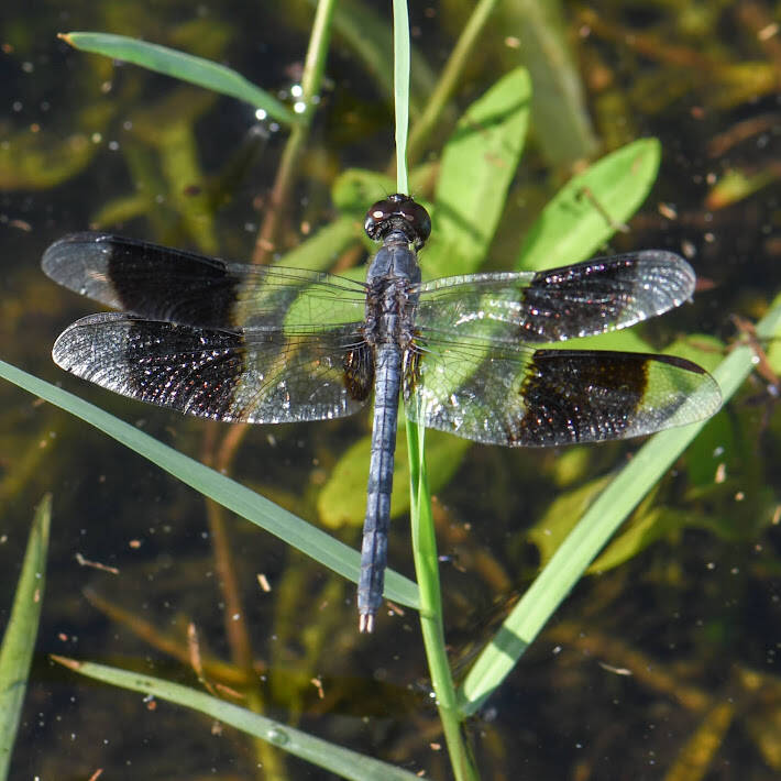 Band-Winged Dragonlet (6)