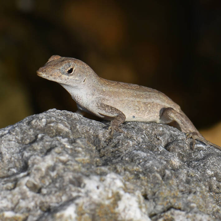 Brown Anole (2)