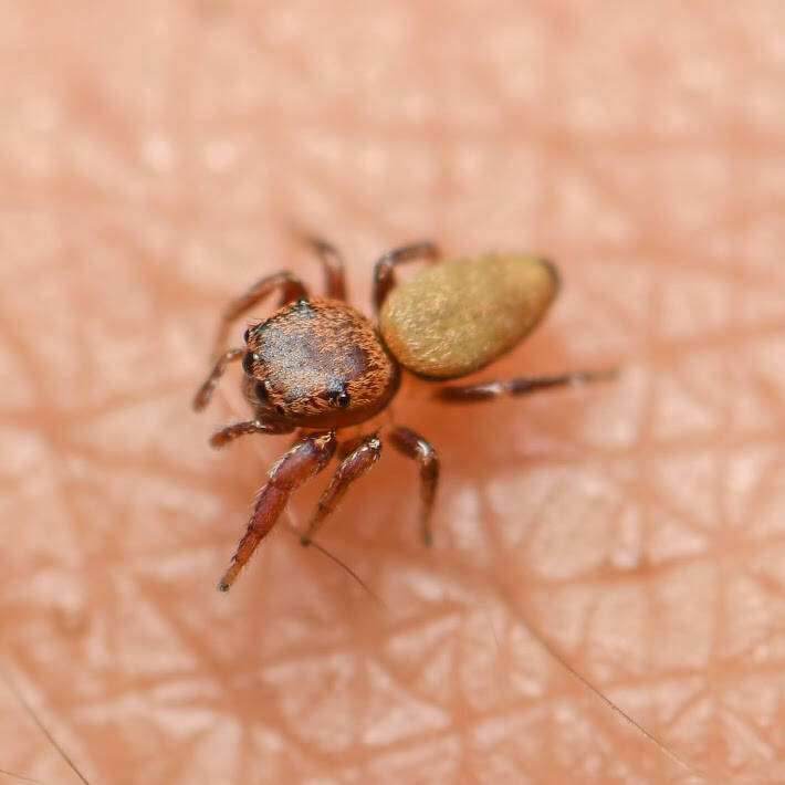 Beata wickhami Jumping Spider (1)
