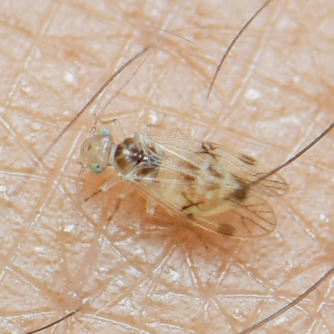 False Lizard Bark Lice (1)