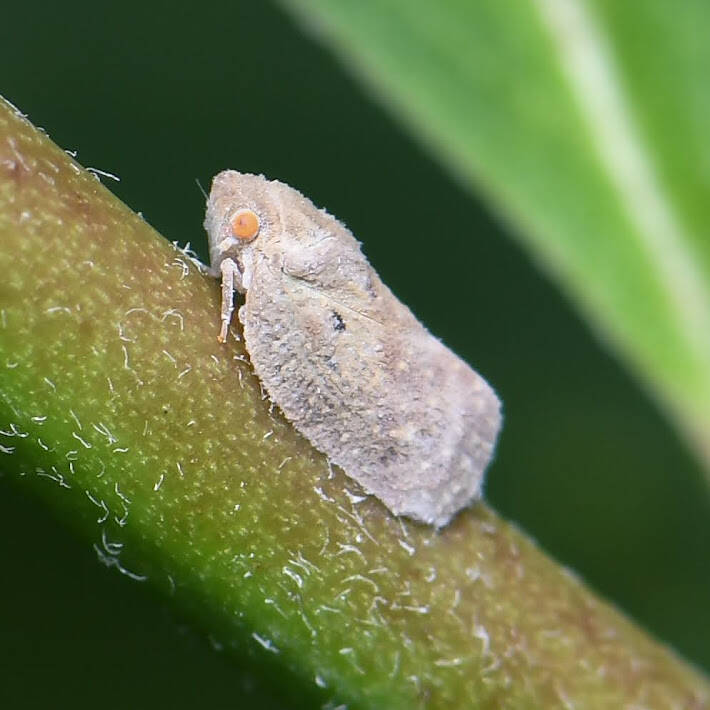 West Indian Flatid Planthopper (1)