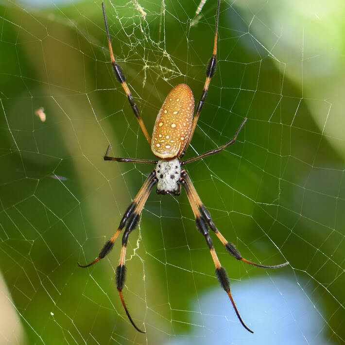 Gold Silk Orbweaver (2)
