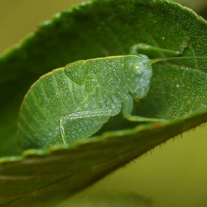 Leaf Katydid (1)