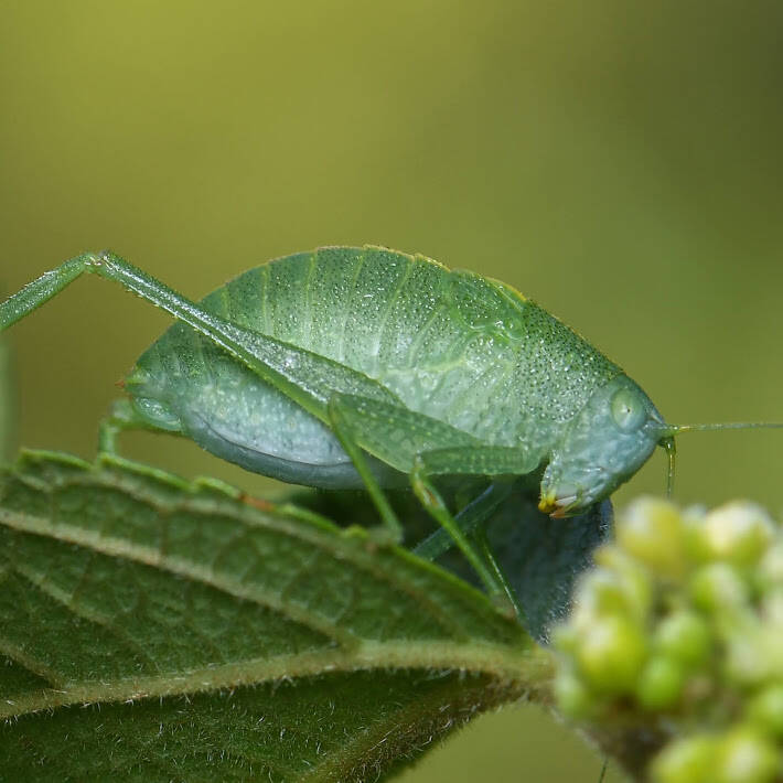 Leaf Katydid (2)