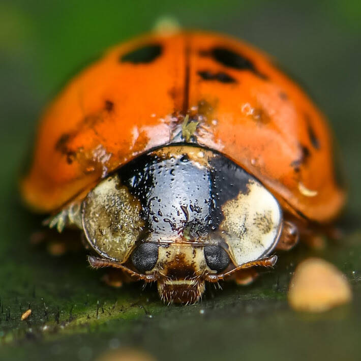 Asian Lady Beetle (8)