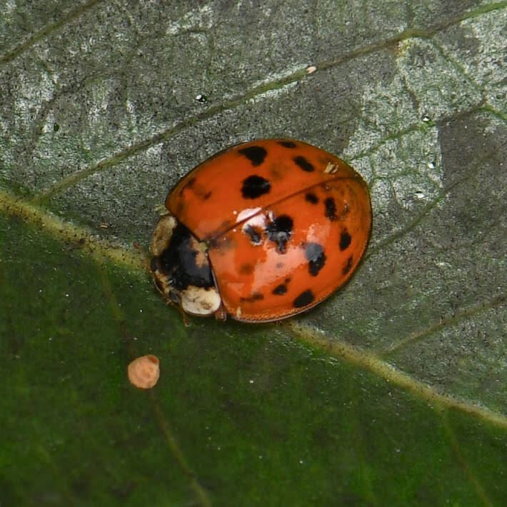 Asian Lady Beetle (9)