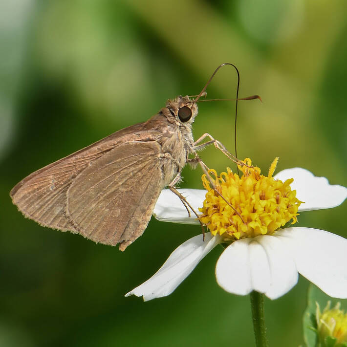 Three-Spotted Skipper (3)