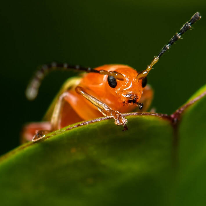 Five-Lined Yellow Dysonicha (2)