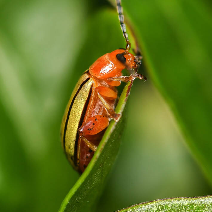 Five-Lined Yellow Dysonicha (3)
