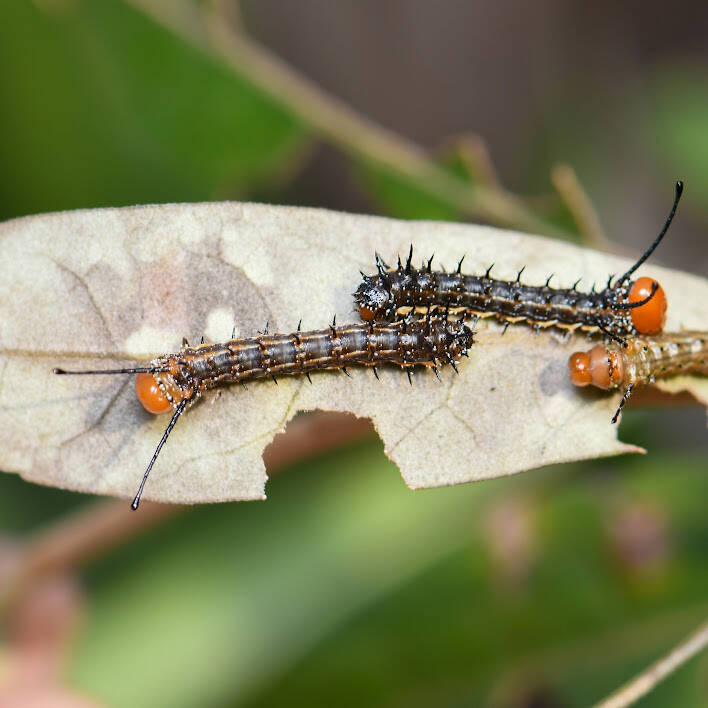 Florida Oakworm Moth (1)