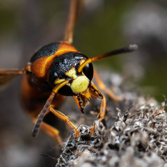 Eudynerus castigatus Mason Wasp (1)