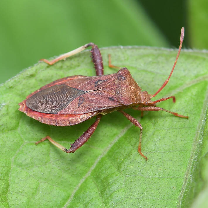 Helmeted Squash Bug (2)